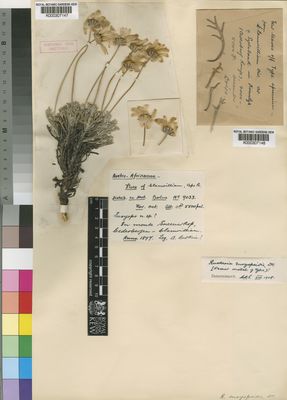 Kew Gardens K000307148:  Drege [s.n.] South Africa