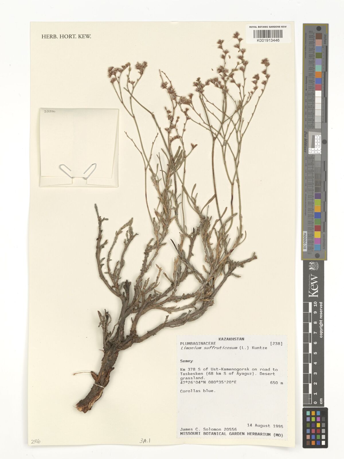 Limonium suffruticosum