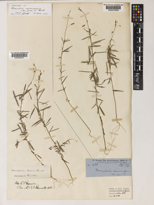 Kew Gardens K000858833:  Brown, R. [s.n.] Australia