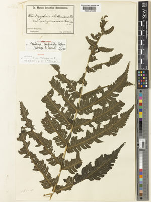 Kew Gardens K000420588:  Ledermann, C. [7826] Papua New Guinea