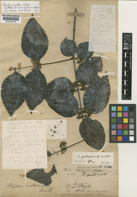 Kew Gardens K000450702:  Dr King's collector [1539]
