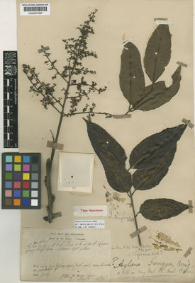 Kew Gardens K000657380:  King (Dr.)'s Collector [4606] Malaysia