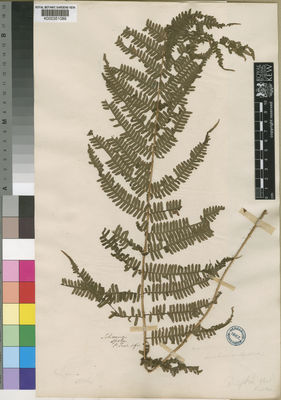 Kew Gardens K000351089:  Speke [s.n.] Madagascar