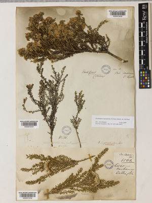 Kew Gardens K000910430:  Lyall, D. [s.n.] New Zealand