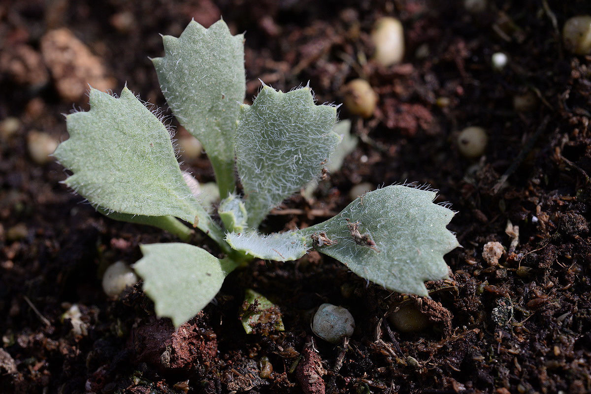 Glaucium arabicum Fresen. | Plants of the World Online | Kew Science