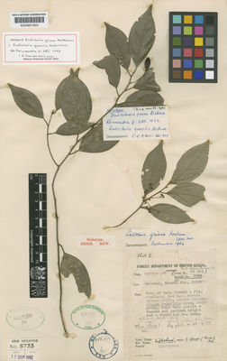 Kew Gardens K000601823:  Forest Dept. of British Guiana [5864] Guyana