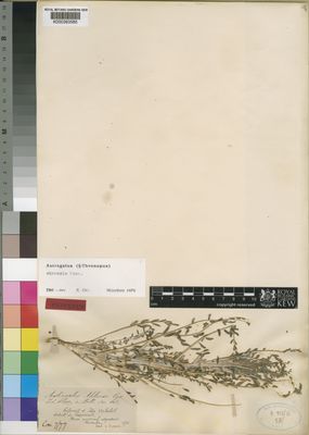 Kew Gardens K000393585:  Cosson, E. [s,n,] Morocco