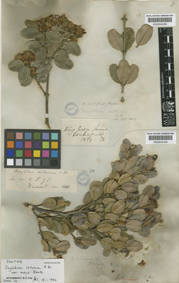 Kew Gardens K000642495:  s.coll. [70] Australia