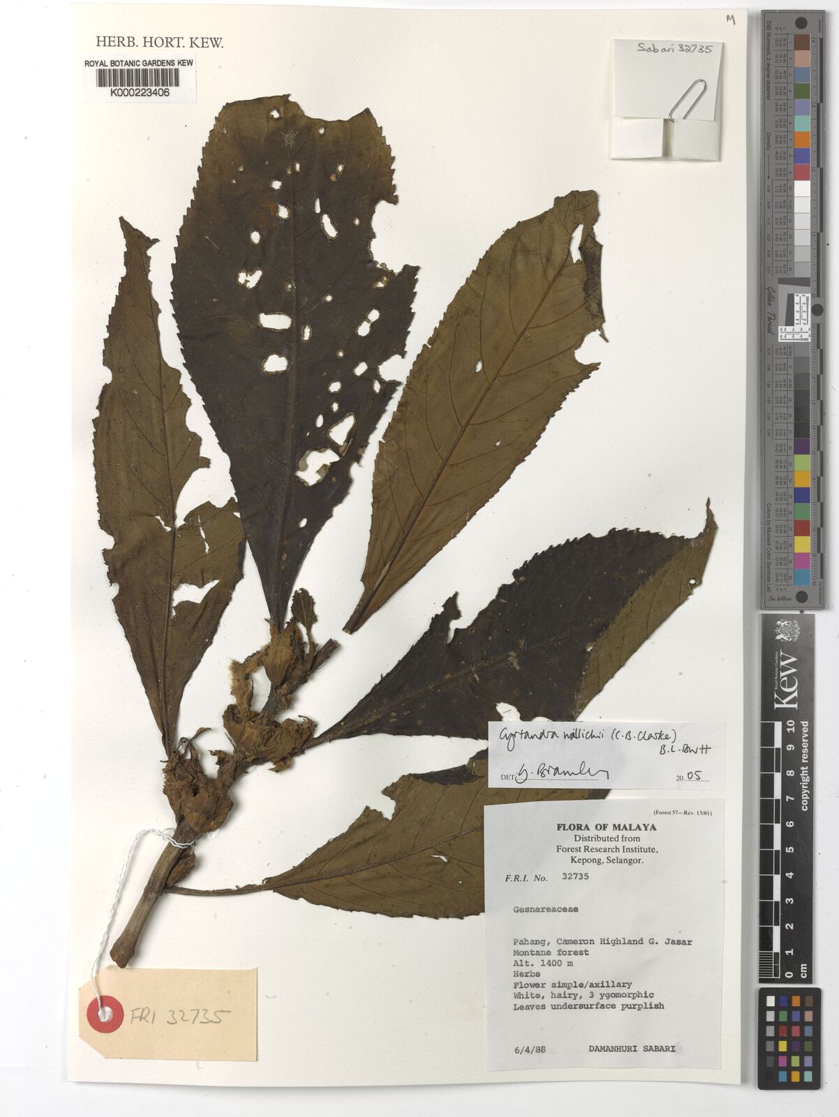 Cyrtandra grandiflora