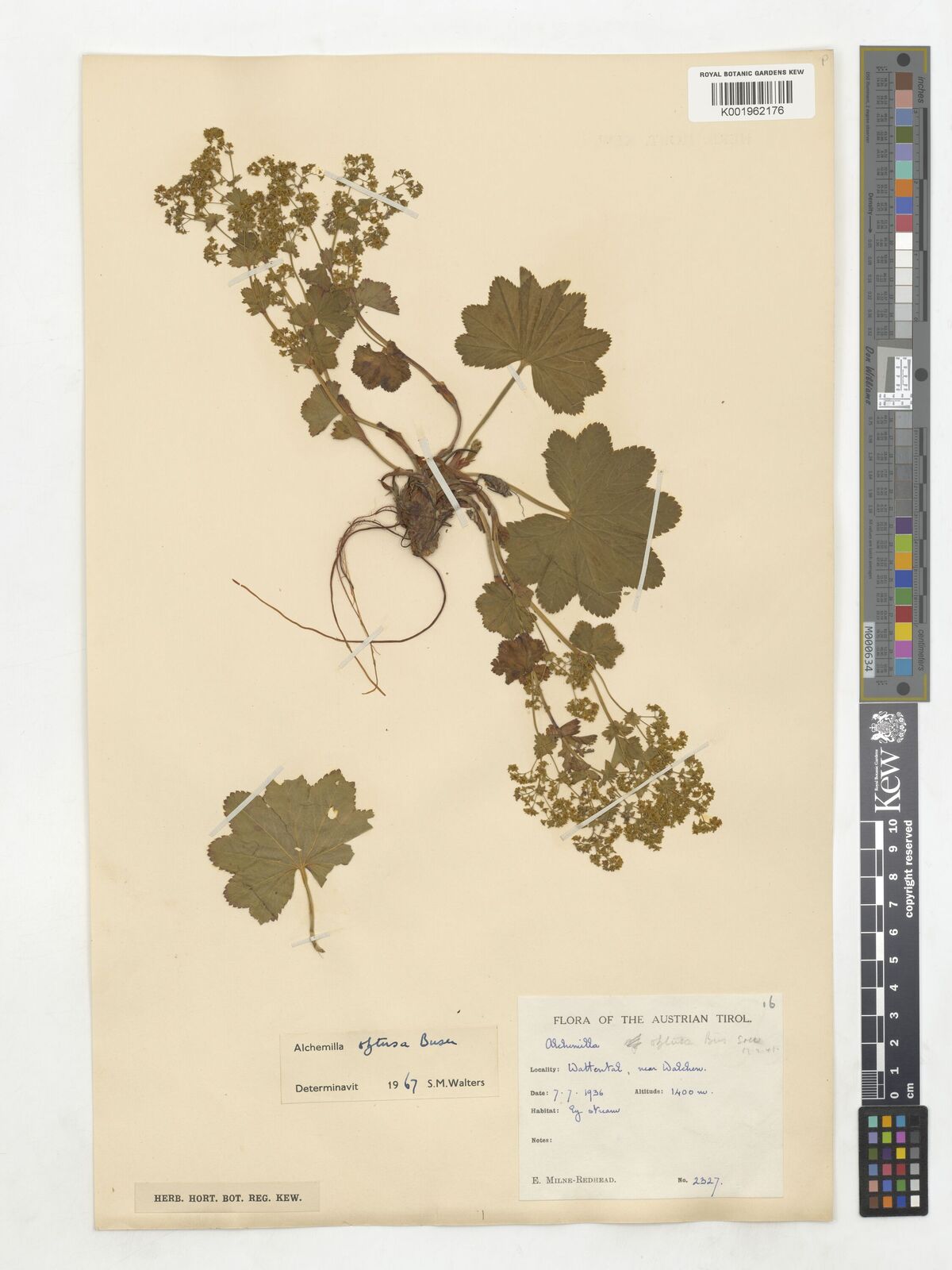 Alchemilla obtusa