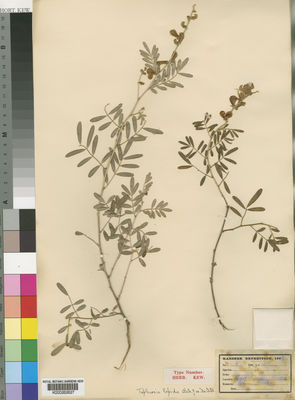 Kew Gardens K000262627:  Kassner [2515?] Congo, Republic of the