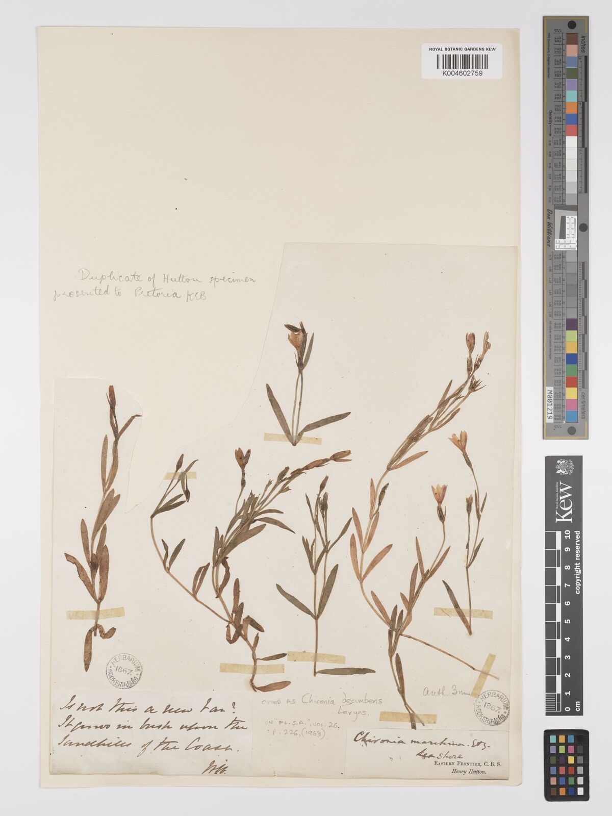 Chironia decumbens