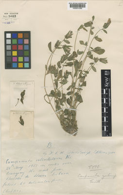 Kew Gardens K000814368:  Goulimis, C. [s.n.] Greece