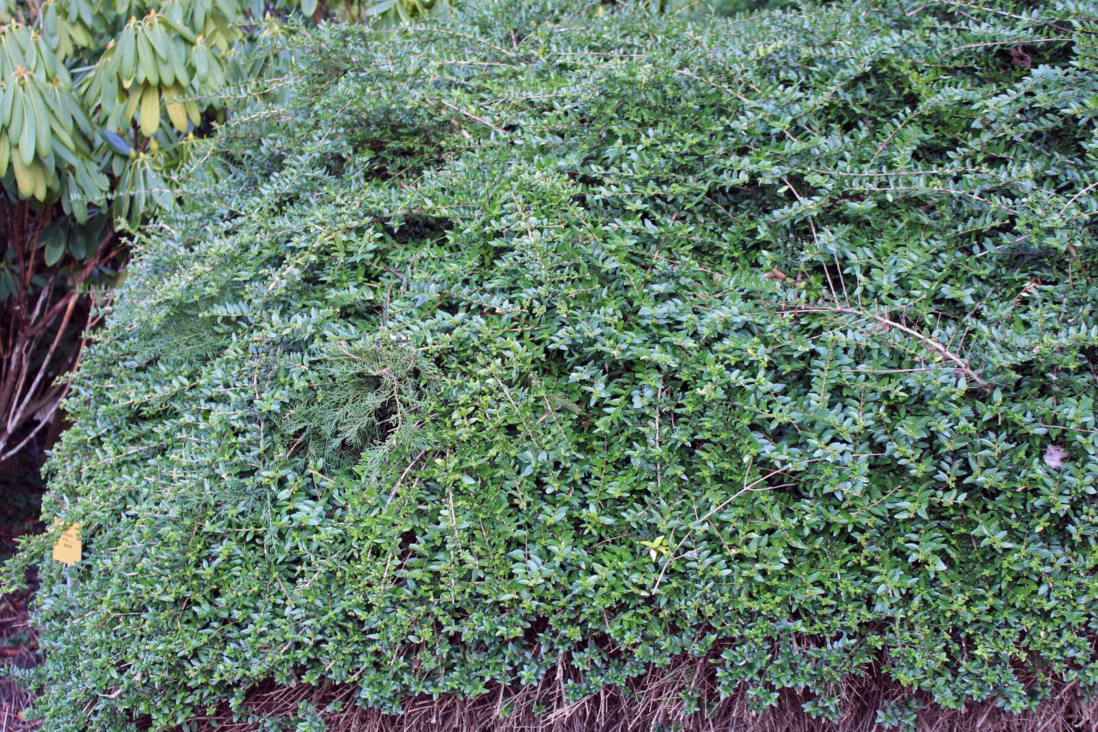 silver stripe philodendron Philodendron 'Silver Stripe' – T&T Plants and Things main image 0