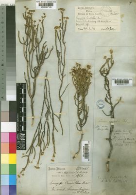 Kew Gardens K000307127:  Drege [s.n.] South Africa