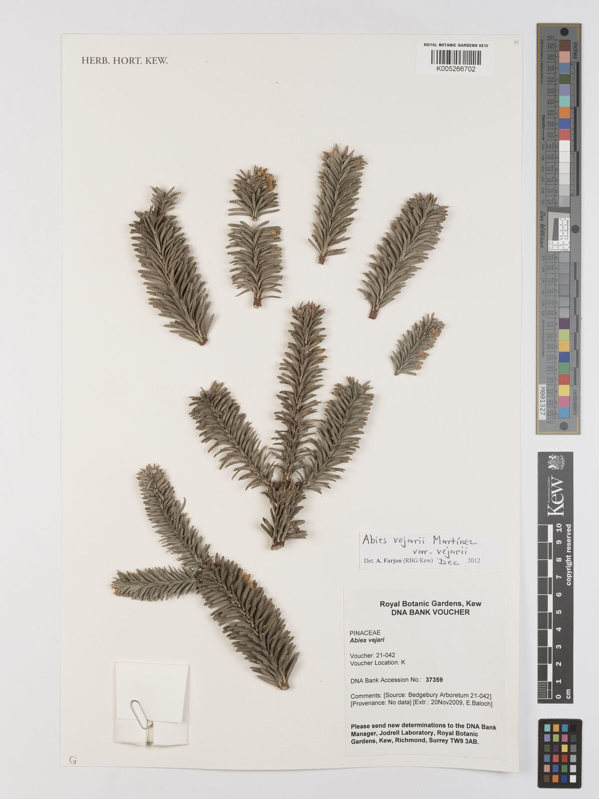 Abies vejarii