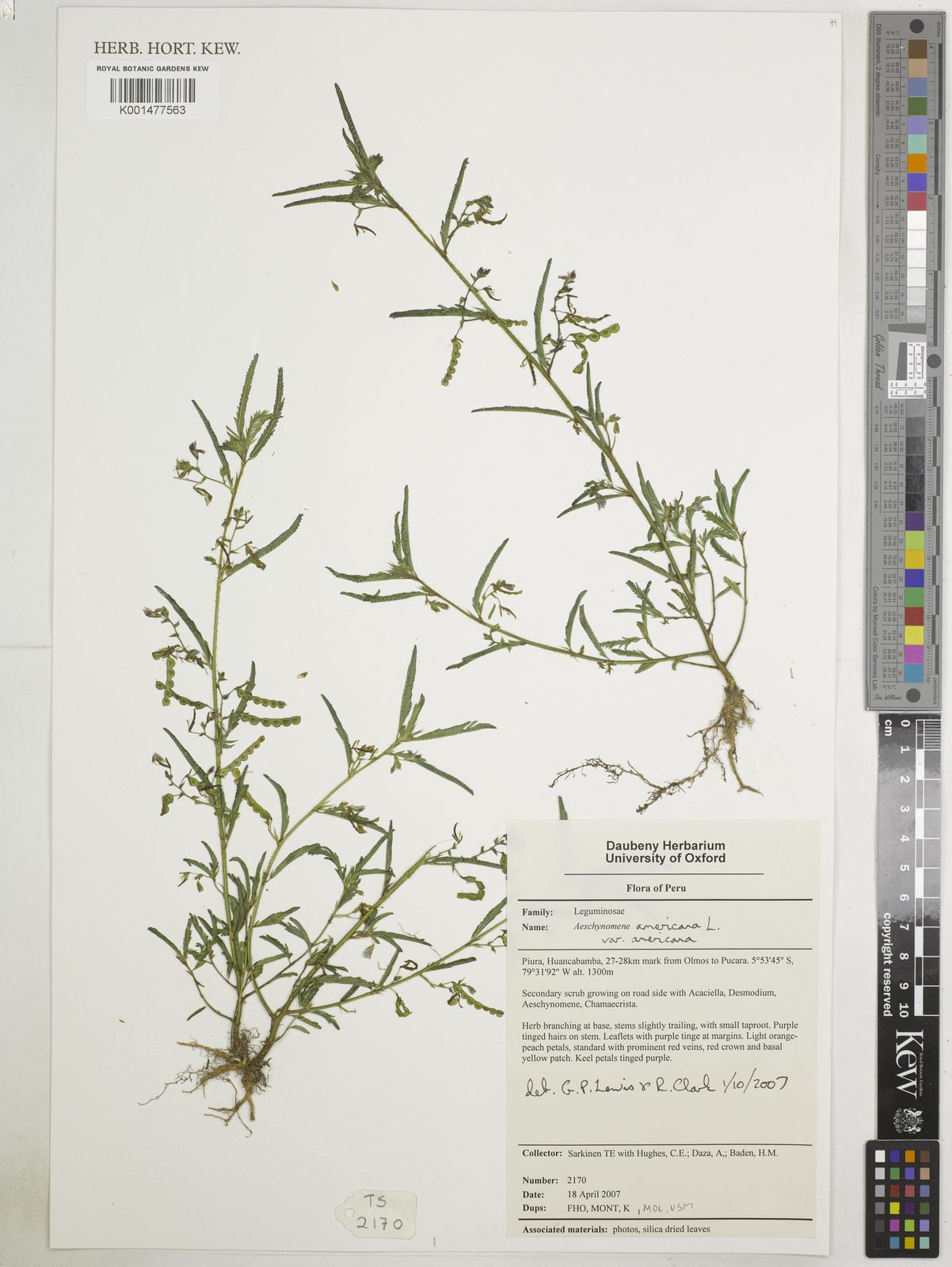 Aeschynomene americana L. | Plants of the World Online | Kew Science