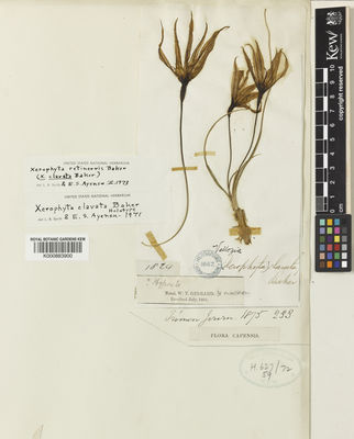 Kew Gardens K000883900:  Gerrard, W.T.; McKen, M.J. [1824] South Africa