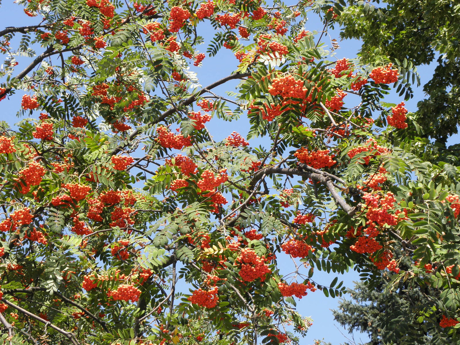 Sorbus aucuparia L. | Plants of the World Online | Kew Science
