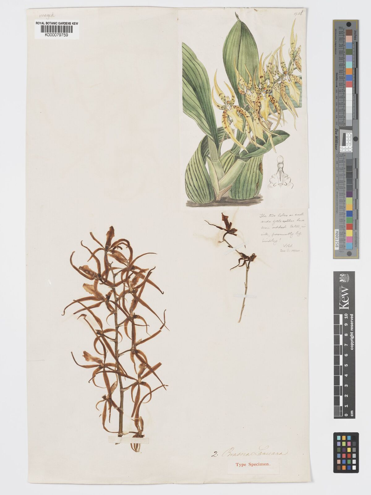 Kew Gardens K000079759:  s.coll. [s.n.]