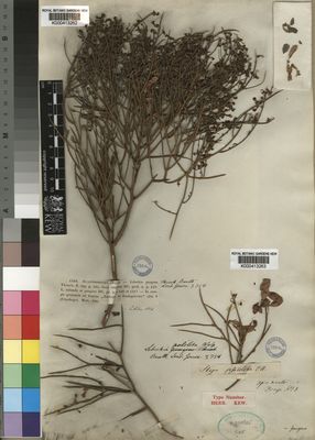 Kew Gardens K000413263:  Drege [s.n.] South Africa