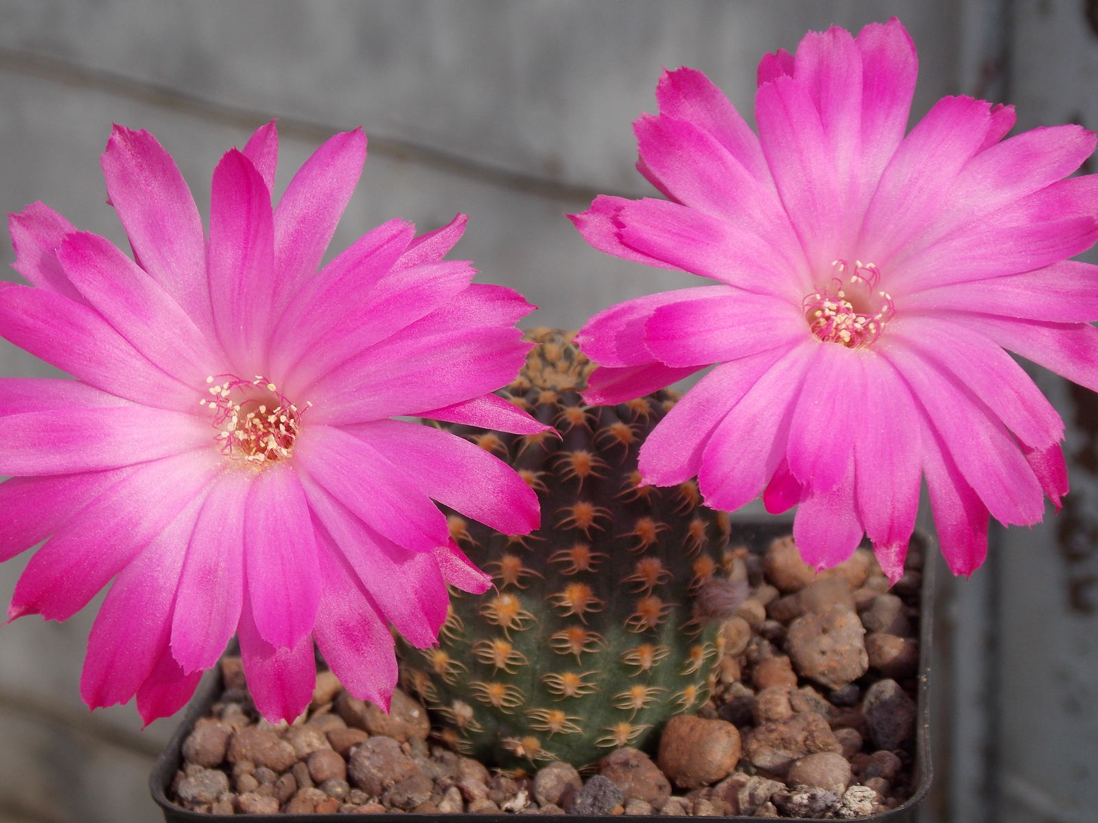 Lobivia backebergii (Werderm.) Blatt. | Plants of the World Online ...