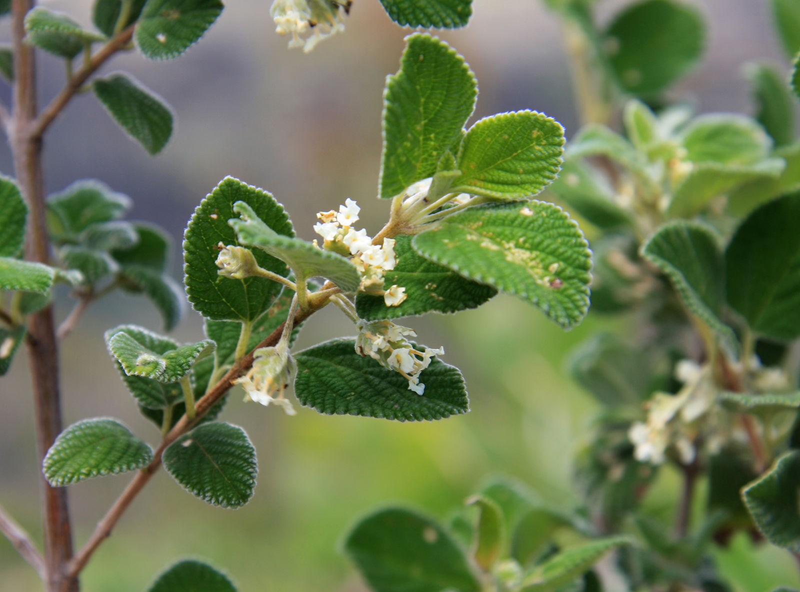 LIPPIA ORIGANOIDES PDF