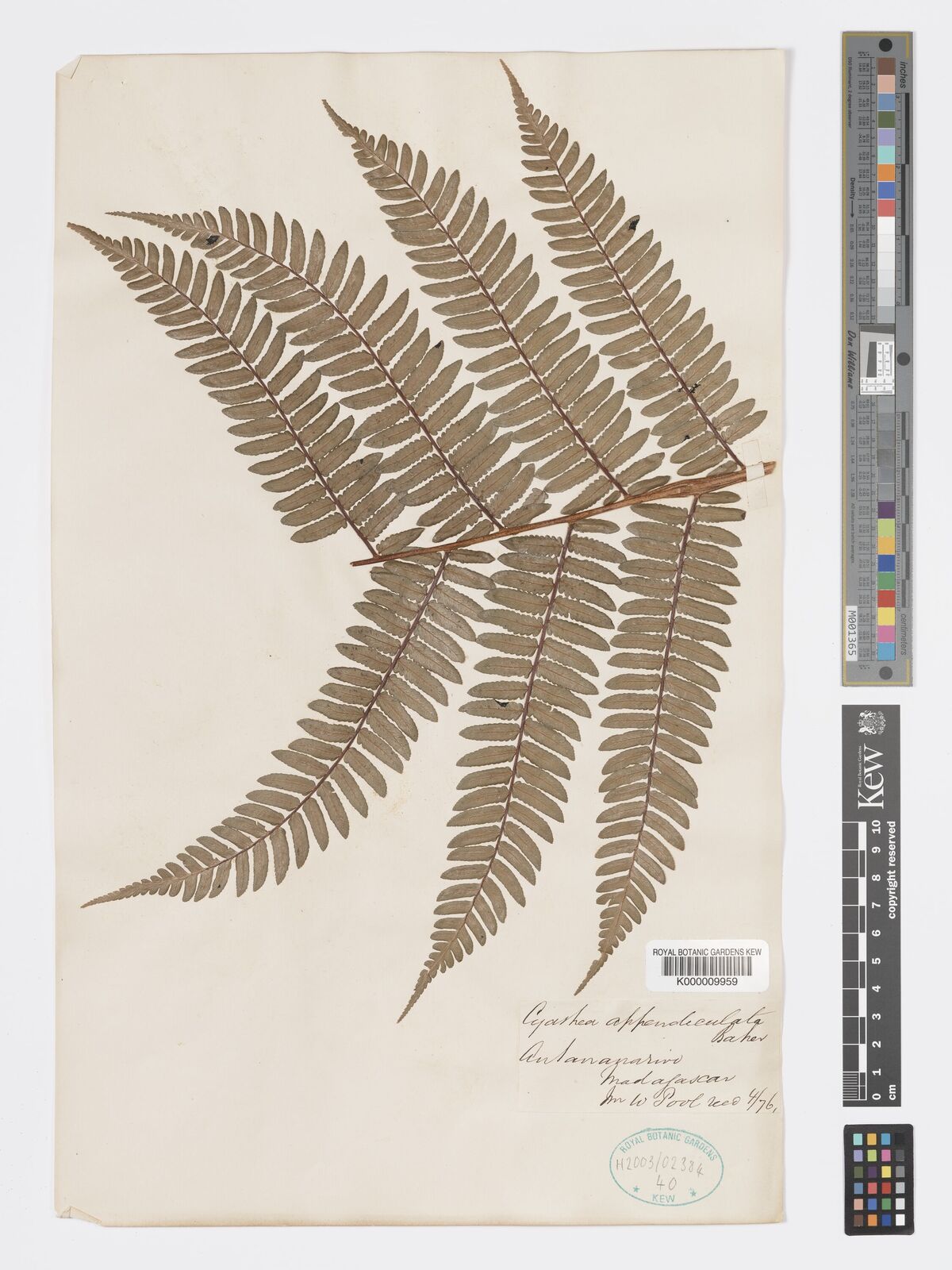 Kew Gardens K000009959:  Pool, W. [s.n.] Madagascar