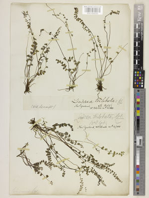 Kew Gardens K001089050:  Colenso, W. [s.n.] New Zealand