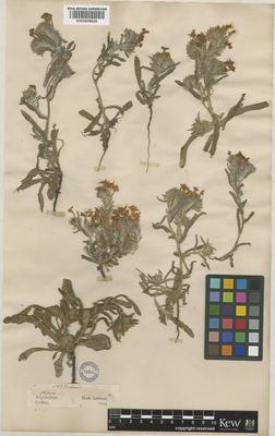 Kew Gardens K000958628:  Griffith, W. [s.n.] Afghanistan