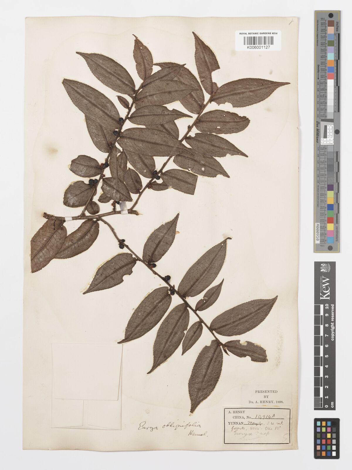 Eurya obliquifolia