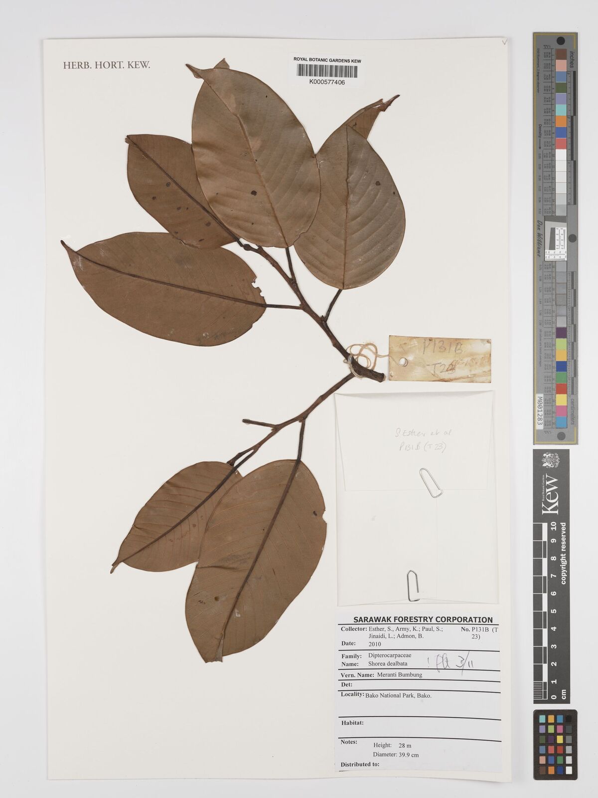 Shorea dealbata