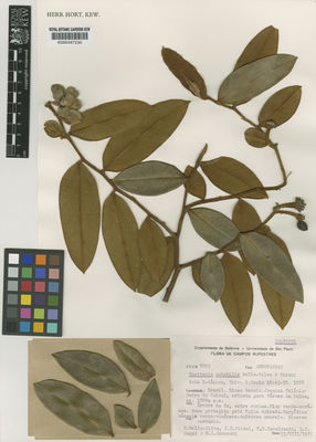 Kew Gardens K000487230:  Mello-Silva, R.; Pirani, J.R.; Cavalcanti, T.B.; Zappi, D.C.; Kawasaki, M.L. [8062] Brazil