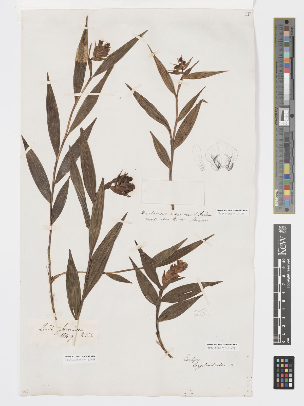 Kew Gardens K000079678:  Jameson [s.n.] Ecuador
