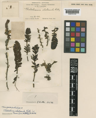 Kew Gardens K000741219:  Boden-Kloss, C. [s.n.] New Guinea