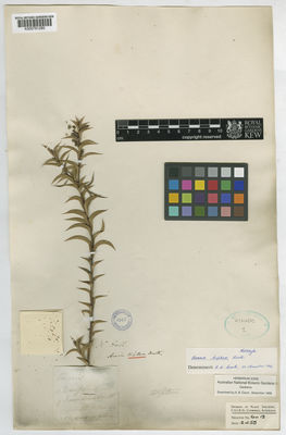 Kew Gardens K000791280:  s.coll. [s.n.] Australia