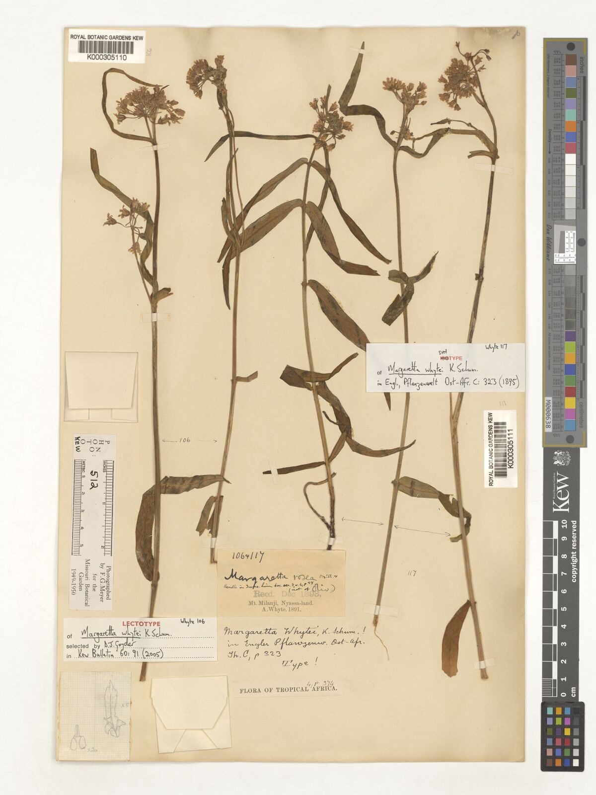 Kew Gardens K000305111:  Whyte, A. [117] Malawi