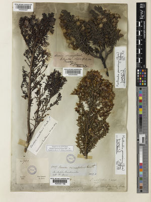 Kew Gardens K000959686:  Jameson, W. [s.n.] Ecuador