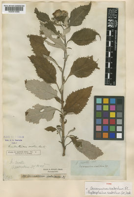 Kew Gardens K000814589:  s.coll. [1392] India