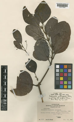 Kew Gardens K000778548:  Gillespie, J.W. [4525] Fiji