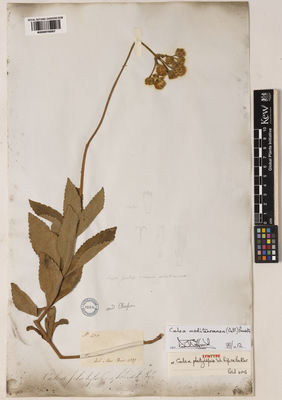 Kew Gardens K000978087:  Pohl, J.B.E. [405] Brazil