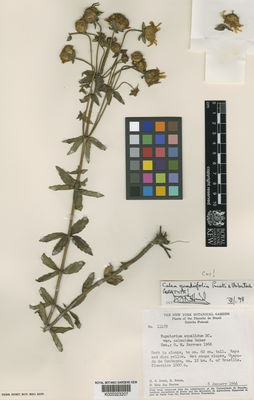 Kew Gardens K000323207:  Irwin, H.S., et al. [11479] Brazil