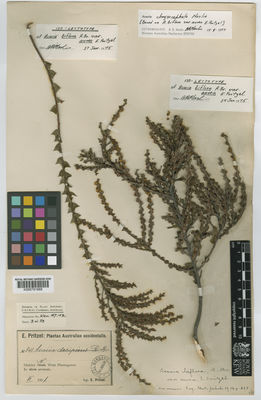 Kew Gardens K000791689:  Pritzel, E. [341] Australia