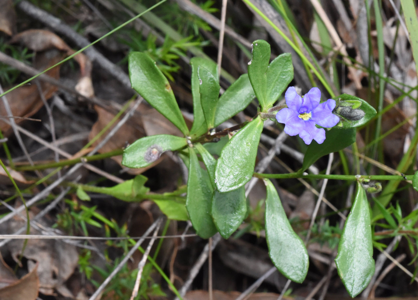 Goodeniaceae R Br Plants Of The World Online Kew Science