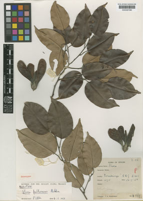 Kew Gardens K000587380:  Worthington, T.B. [4869] Sri Lanka