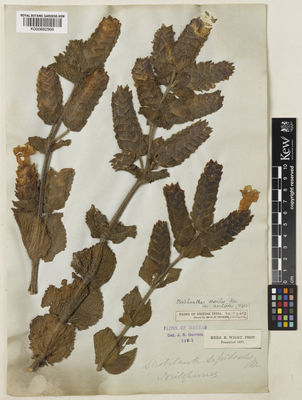 Kew Gardens K000882966:  Wight, R. [s.n.] India