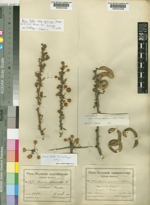 Kew Gardens K000244228:  Schweinfurth, G.; Riva, D. [1085] Eritrea