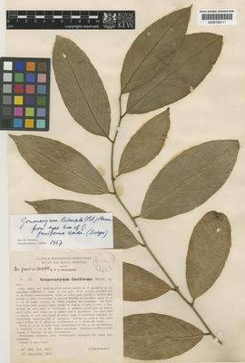 Kew Gardens K000700111:  s.coll. [s.n.]