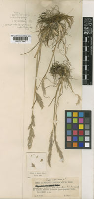 Kew Gardens K000308443:  Ball, J. [s.n.] Peru