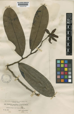 Kew Gardens K000487206:  Tuerckheim, H., von [1235] Guatemala